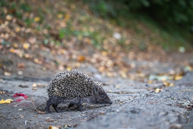 提供了背景 提供了背景